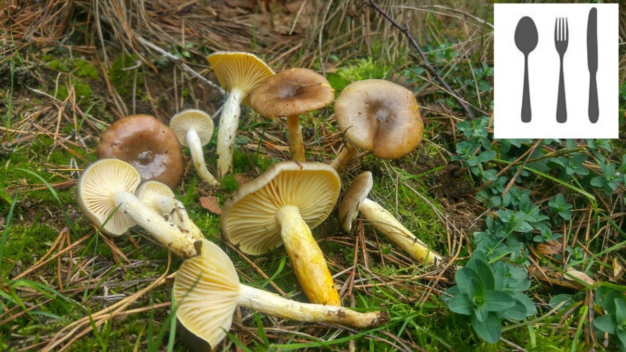 Wodnicha późna/jasnożółta (Hygrophorus hypothejus)