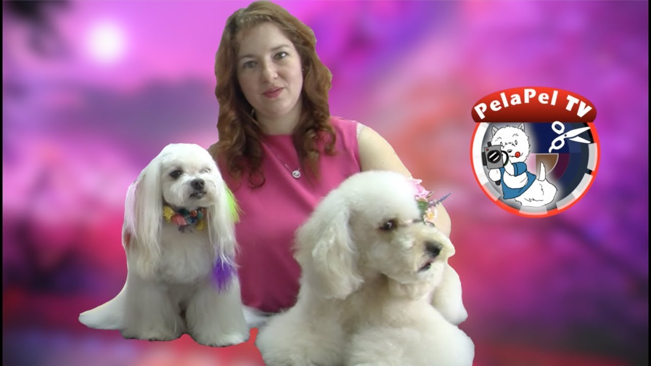 PELUQUERÍA CANINA DOG GROOMING ASIAN FUSION STYLE - BICHON MALTÉS - POODLE - BY ROCÍO ALCÁNTARA
