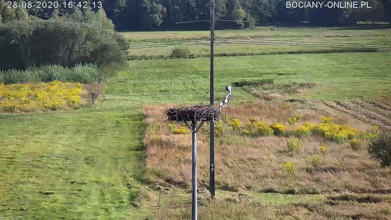 bociany-online.pl &ndash; transmisja na żywo