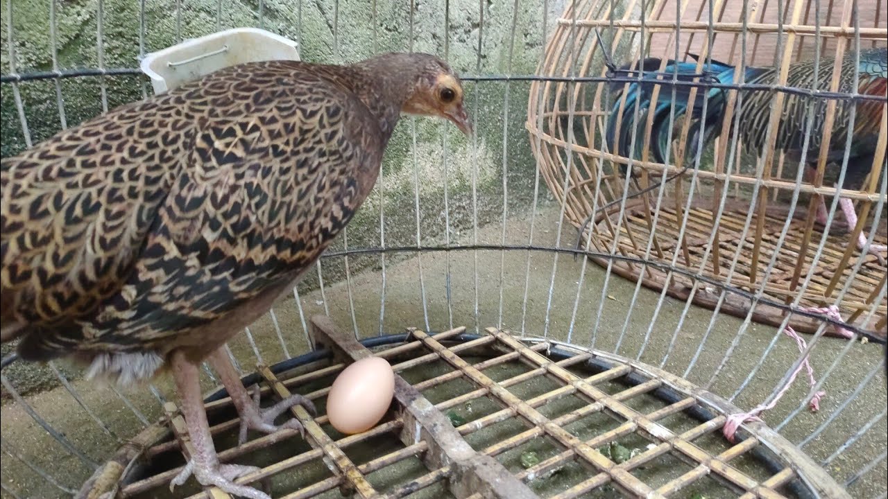 Detik detik bertelurnya ayam hutan hijau di dalam sangkar