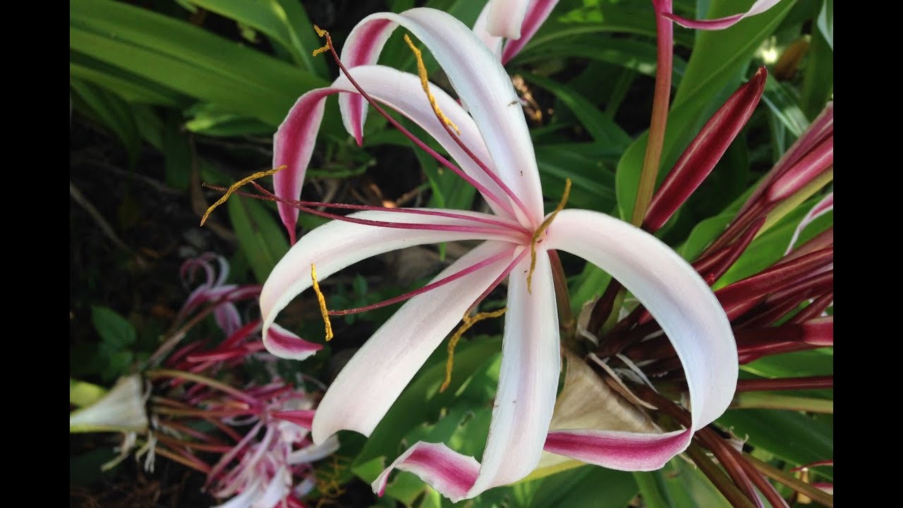 #ЛИЛИЯ. КРИНУМ АЗИАТСКИЙ!!! #Crinum asiaticum Мои цветы и тропические растения.  #Доминикана.