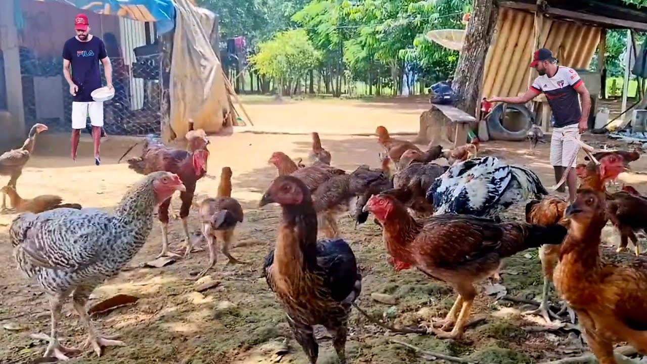 DEDICAÇÃO E AMOR AUS  ANIMAIS PRODUÇÃO DE GALINHAS CAIPIRA EM CHÁCARA DO ZERO 