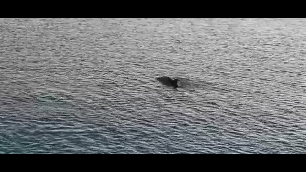 Pa... droni del porto, a Trani delfini guizzanti ripresi dal cielo