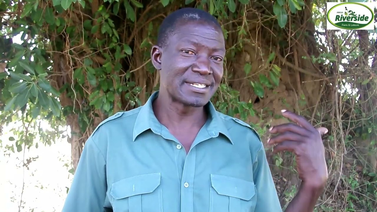WATCH! The untold facts about Awoja Riverside farm
