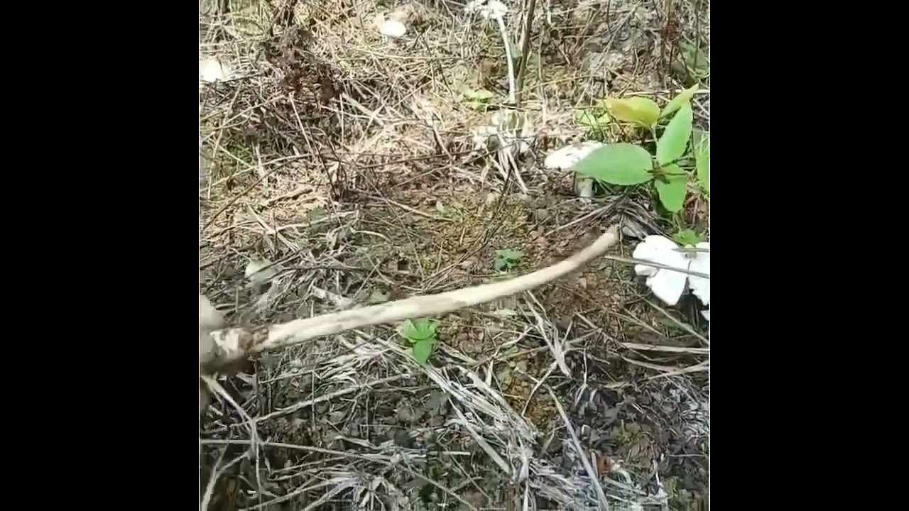 Loghat Pahang; Mengutip Kulat Tahun Atau Cendawan Busut