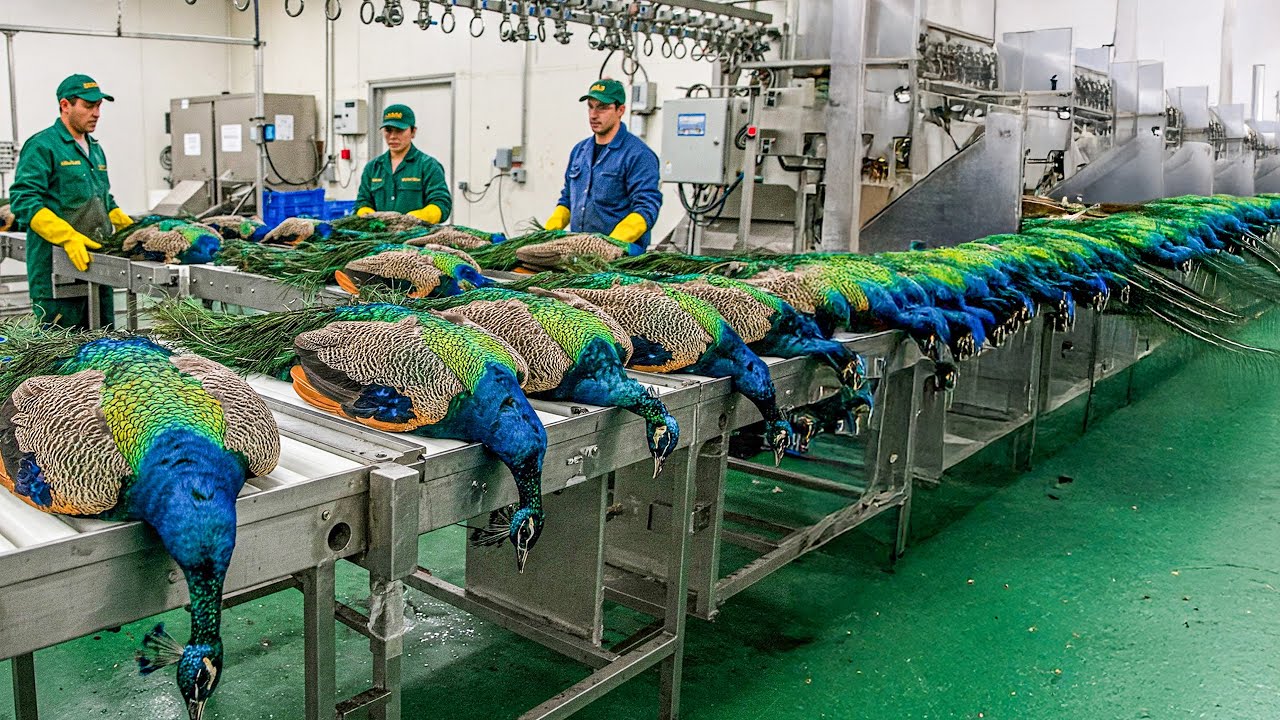PEACOCK Farming Technique | How China Farmer Profit from the Most Stunning Bird | Peacock Industry