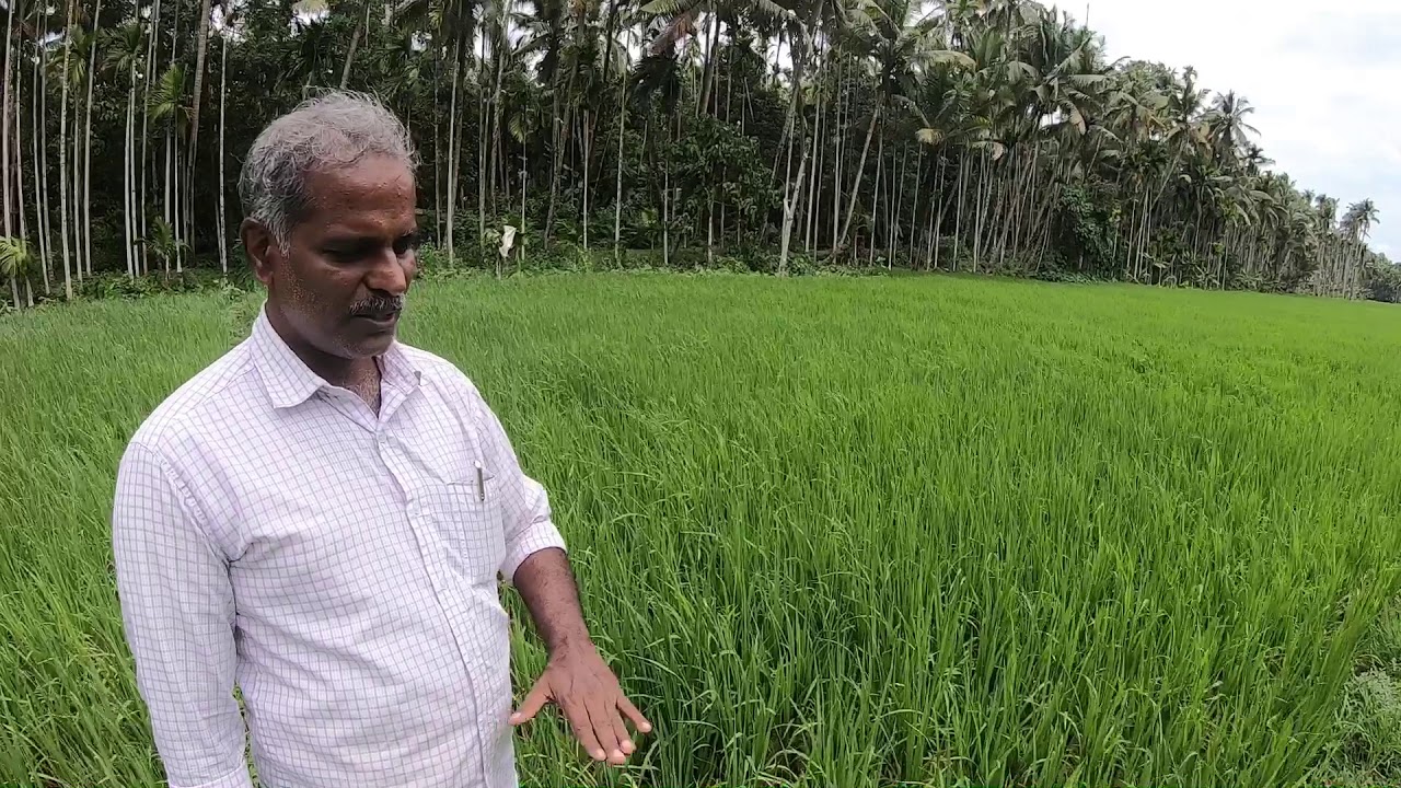 നെൽകൃഷി ജൈവ മാർഗത്തിലൂടെ ... അരയിടം, ജൈവ കാർഷിക സമൃദ്ധിയുടെ കൃഷി രീതികൾ പരിചയപ്പെടൂ...