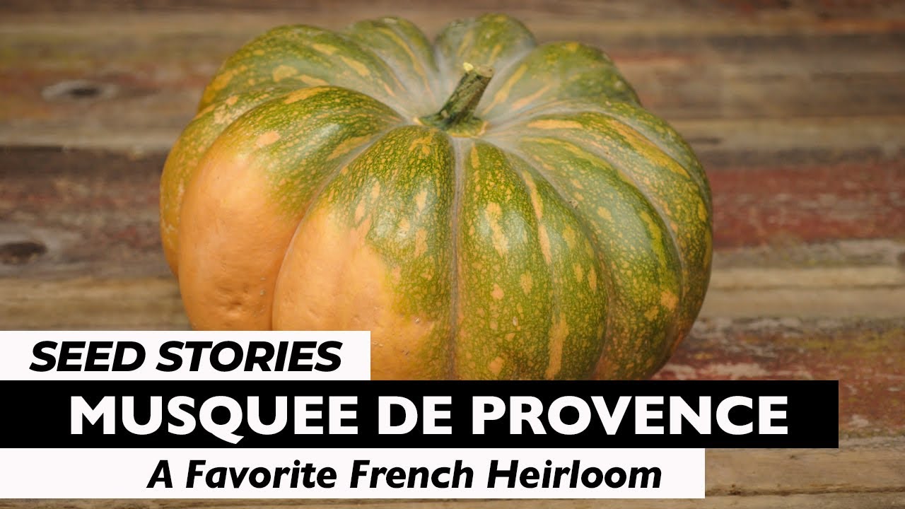 SEED STORIES | Musquee de Provence: A Favorite French Heirloom
