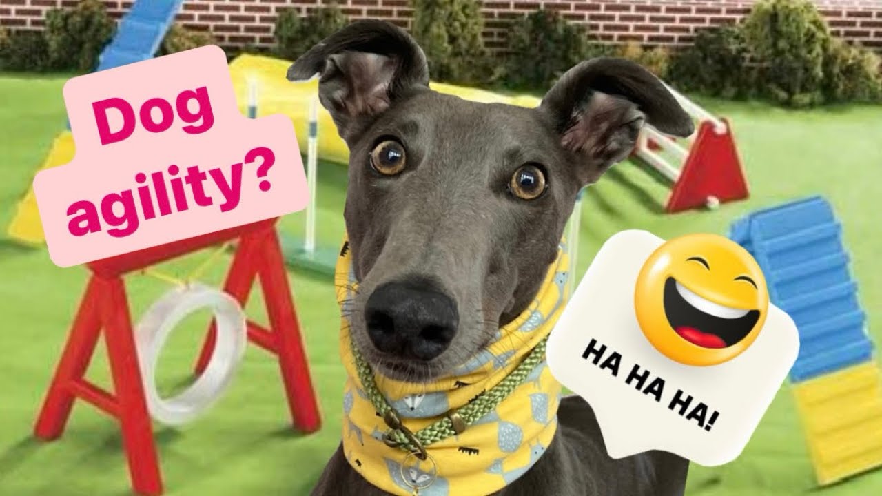GREYHOUND slays dog agility! Watch what happens on her first time off the lead 🤣
