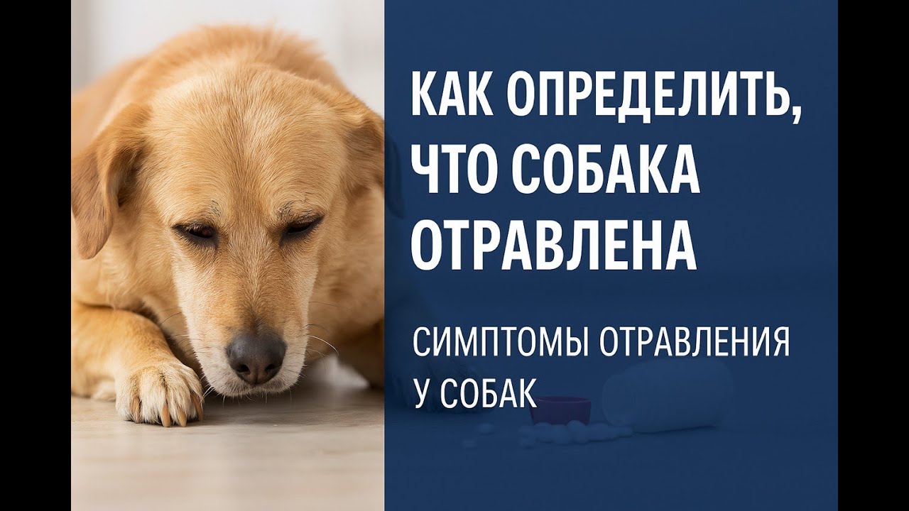 Как определить, что собака отравилась. Симптомы отравления у собак.