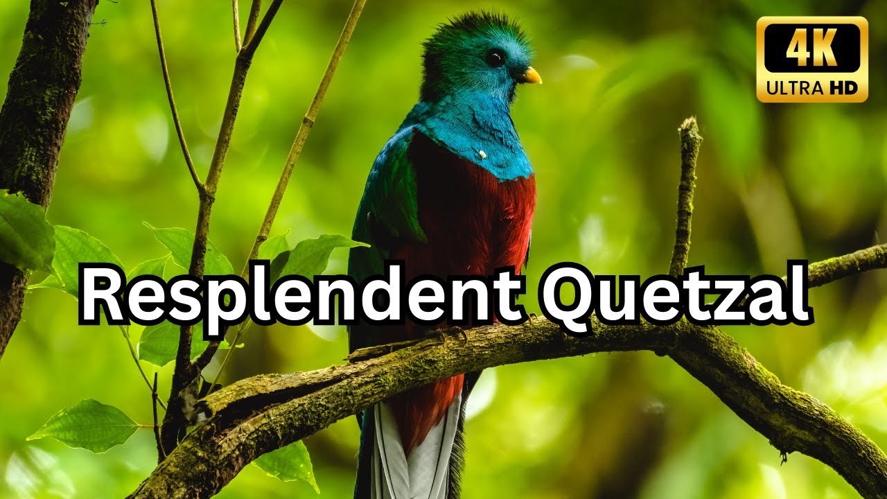 Rare Resplendent Quetzal: A Visual Delight in 4K. #thehowtoacademy #4kvideo #birdwatching
