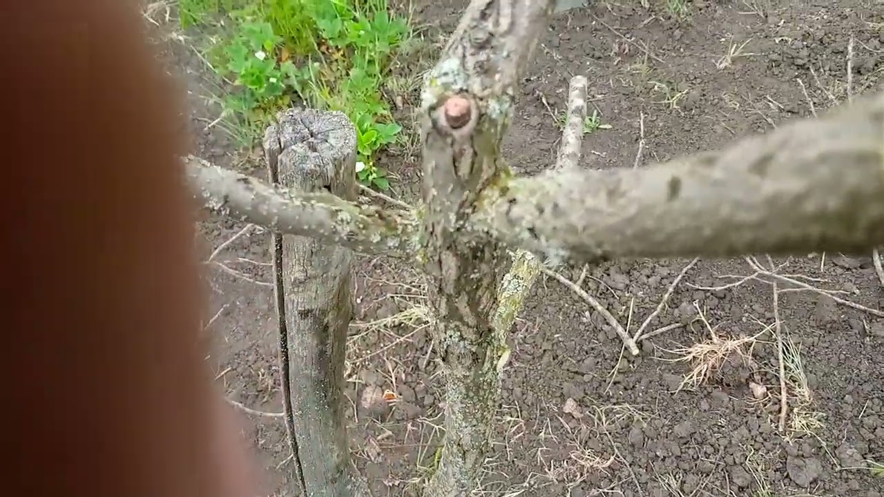 Восстановление  кроны у  хурмы  после  морозов