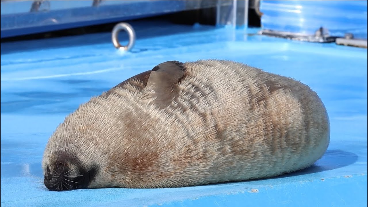 🦭月ちゃん(Tsuki)のちょっと切ないﾑｰﾑｰ🥺