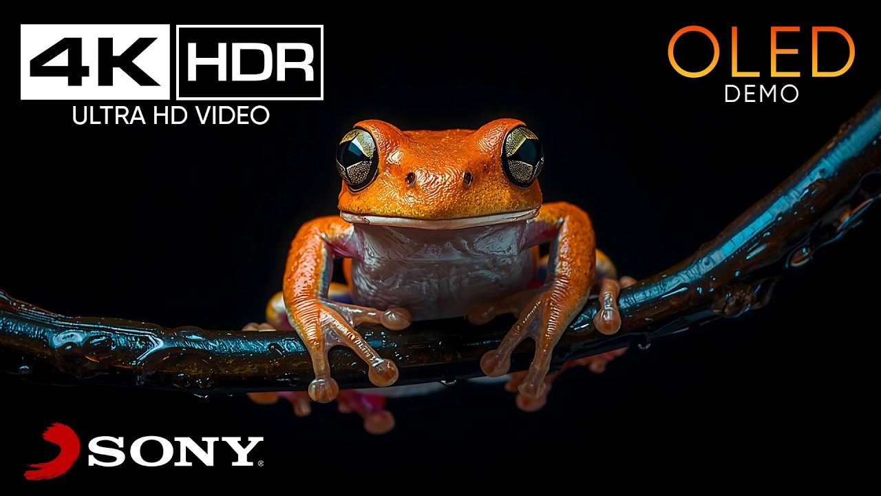SONY OLED 4K Video ULTRA HD Demo |  Real HDR 60fps | Dolby Vision (8K/4K Video TV)