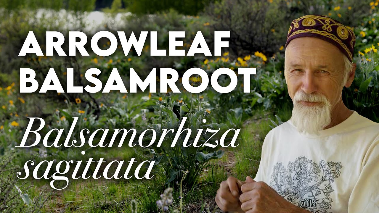 Balsamroot: Medicine & Magic | Michael 