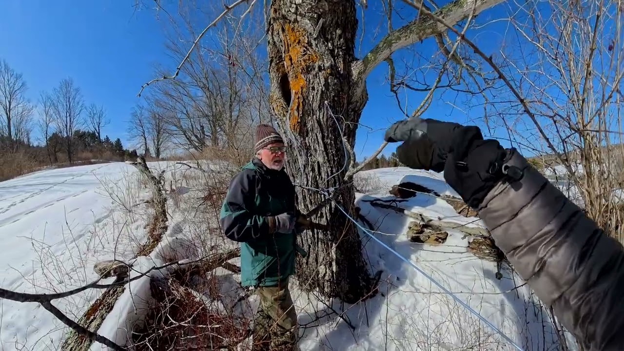 Maple Tree Tapping