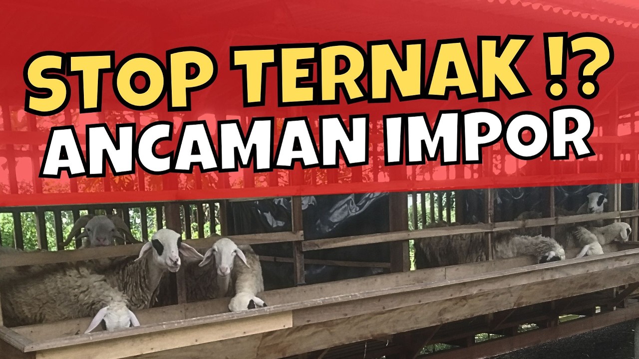 STOP TERNAK KAMBING⁉️Realita Pahit Harga Anjlok 2026