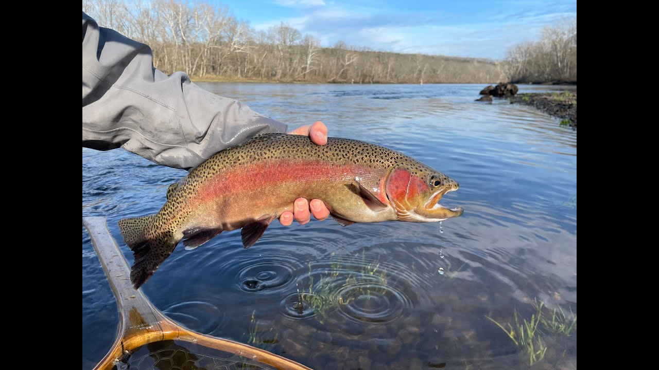 Fly Fishing Lake Taneycomo - January 2, 2026