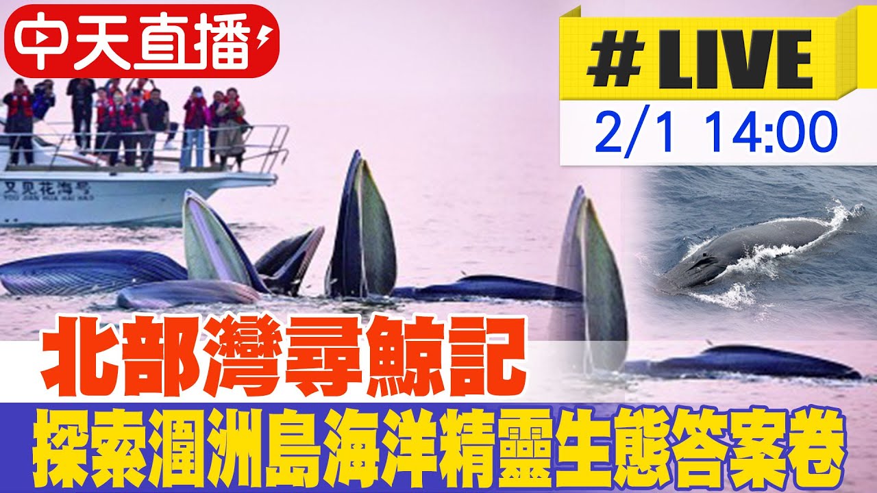 【中天直播 #LIVE】北部灣尋鯨記 探索廣西潿洲島海洋精靈的生態答案卷 20260201 @全球大視野Global_Vision