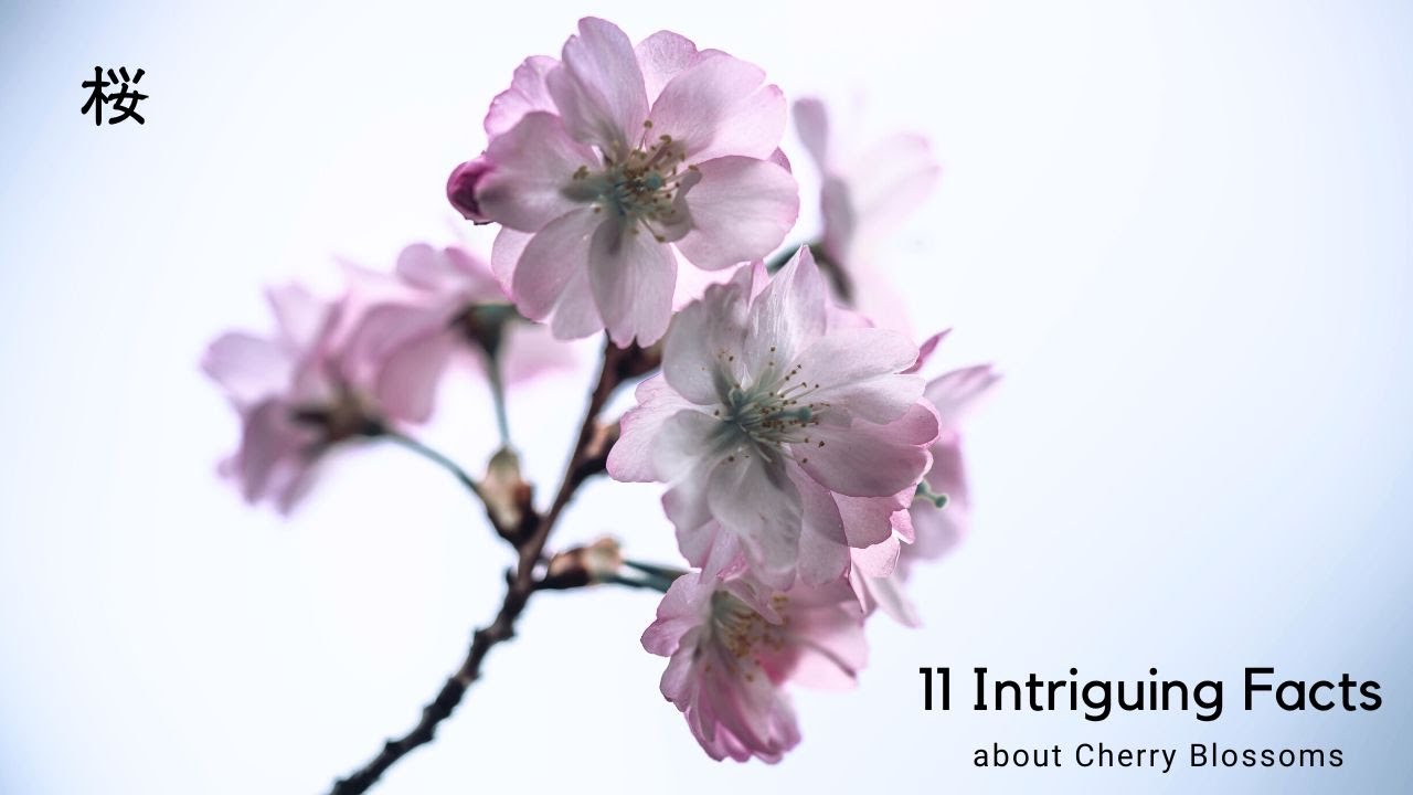 Sakura | 11 Things You Never Knew About Japanese Cherry Blossoms