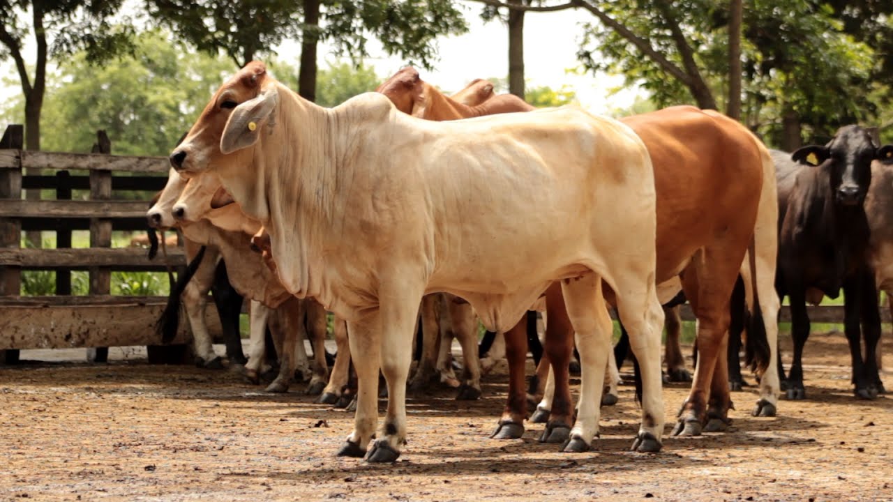 Organización Estratégica para el manejo de Fincas Ganaderas - TvAgro por Juan Gonzalo Angel
