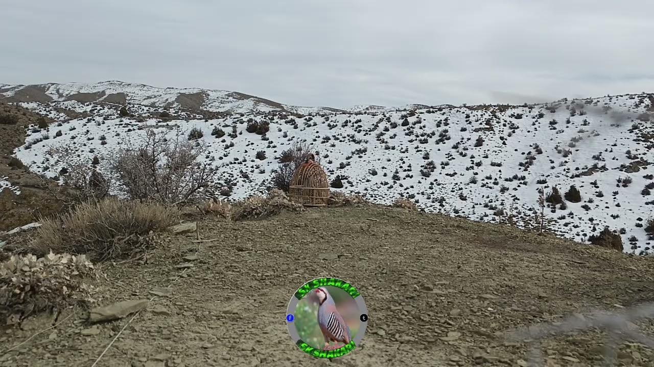 Shikari chakoor شکاری زرک #birds #hunting @BirdSound247 @Keklik-sesi-chakor-birds 