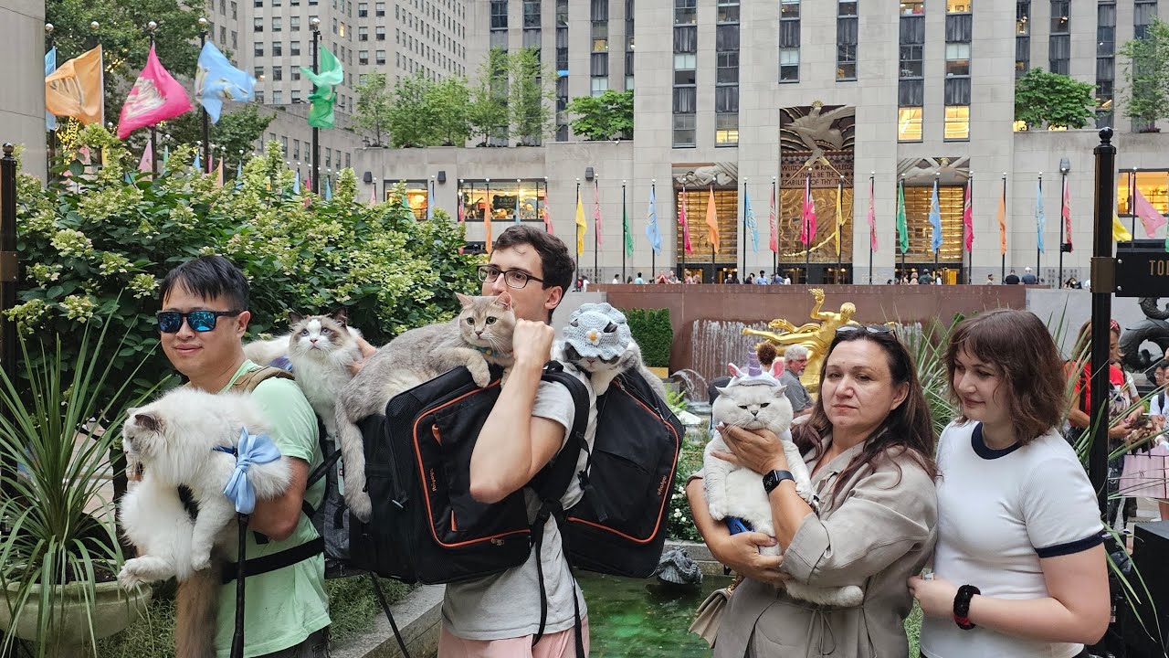Cute Cats Spread Smiles around NYC 🗽   @LorettaBritishCat @RagdollRangers @Suki_Purrs