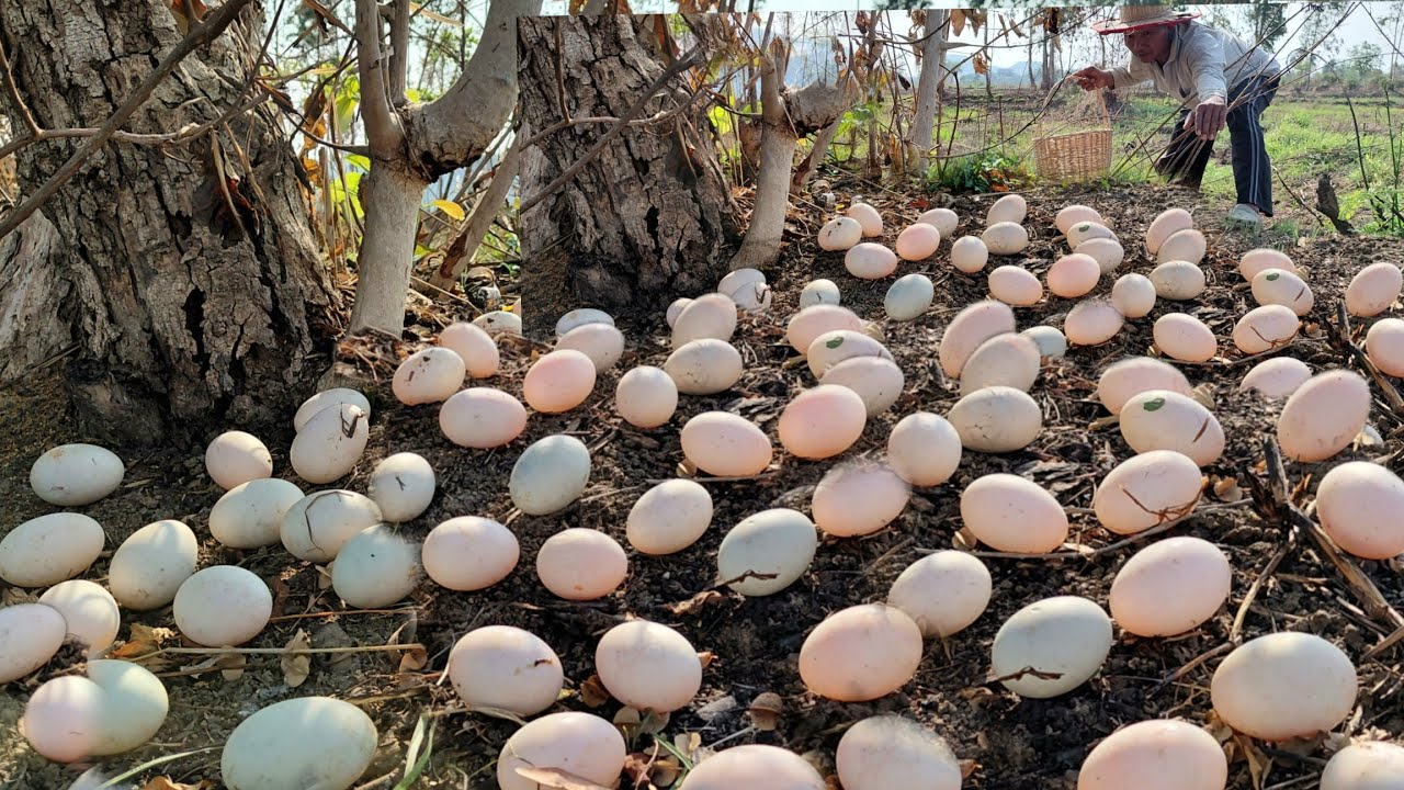 OMG unique  -A farmer picked a lot of duck eggs under a tree near the farm fence.