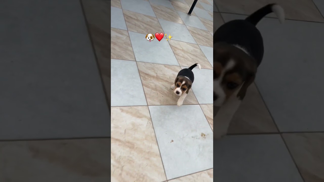 COCO KI MORNING MASTI ❤️🐶| DAILYDOSE OF CUTENESS | COCO KI DUNIYA 🌍❤️#trending #pets #viral #cute