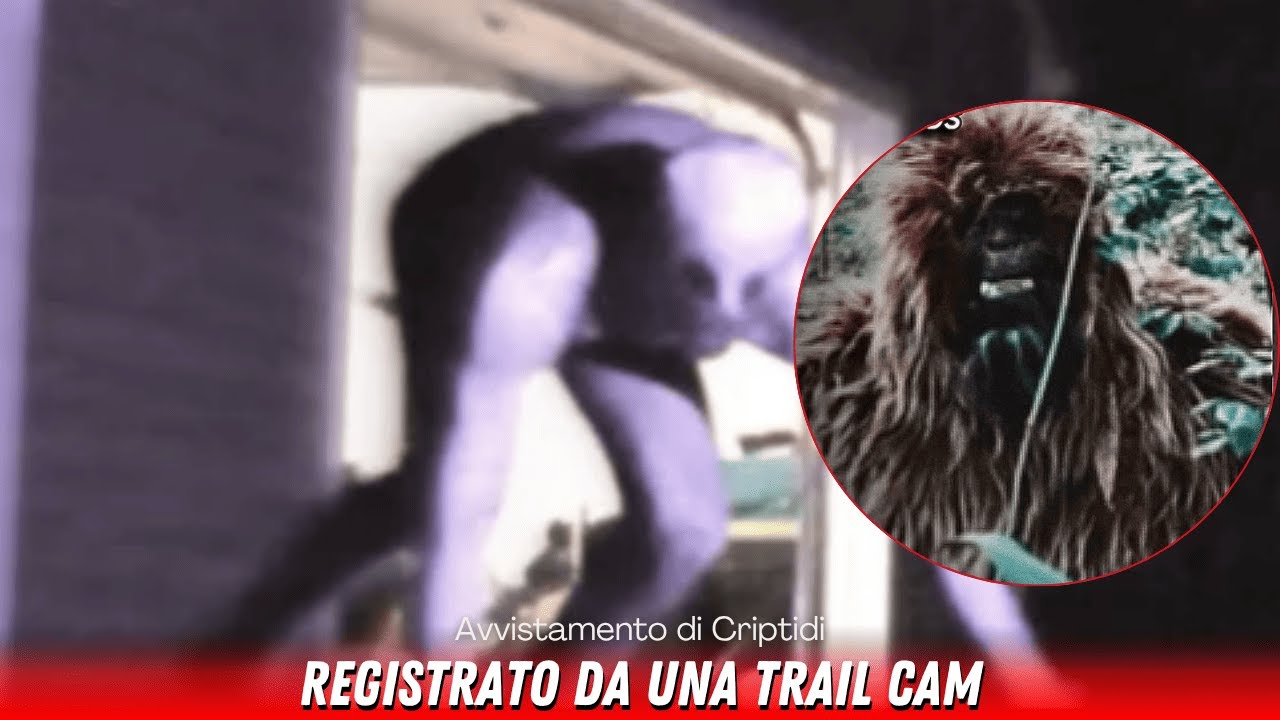Le 9 Migliori Immagini di Creature Criptide PROVA REALE! Gli ultimi anni!