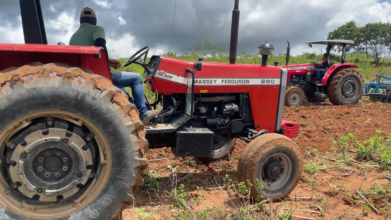 Tio e sobrinho trabalhando no Massey Ferguson 265 e 290 em uma terra molhada
