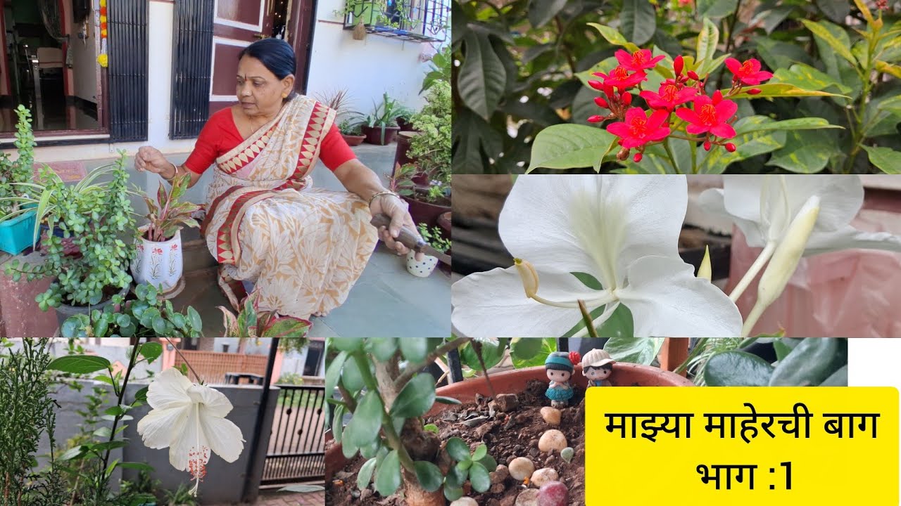 माझ्या माहेरची बाग भाग 1 @shitalsrangoli452 #dailyvlog #vlog #vlogger #garden #gardening 