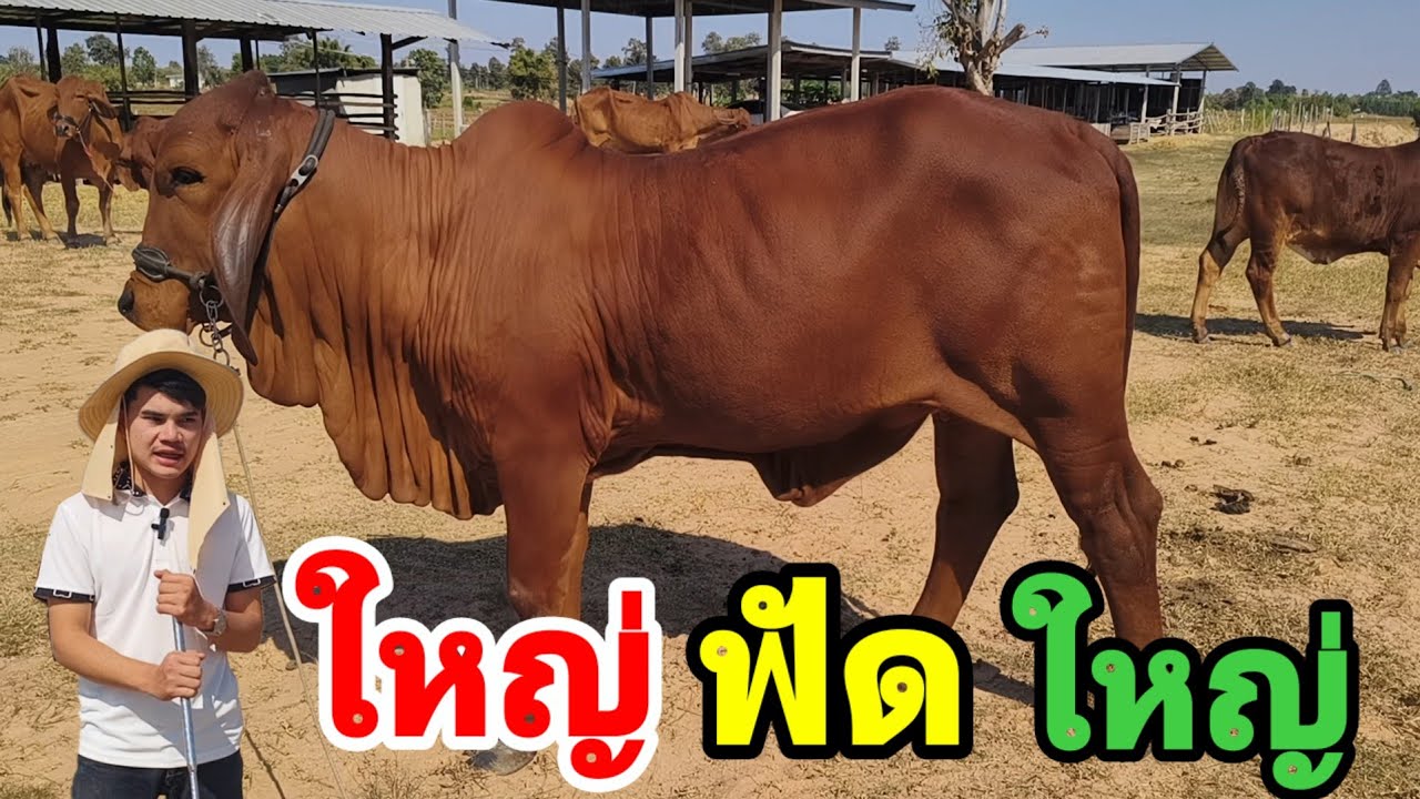 12 ม.ค.69 วัวงามไซร์ยักษ์ ราคาเกษตรกรจริงๆ มีส่งฟรี 