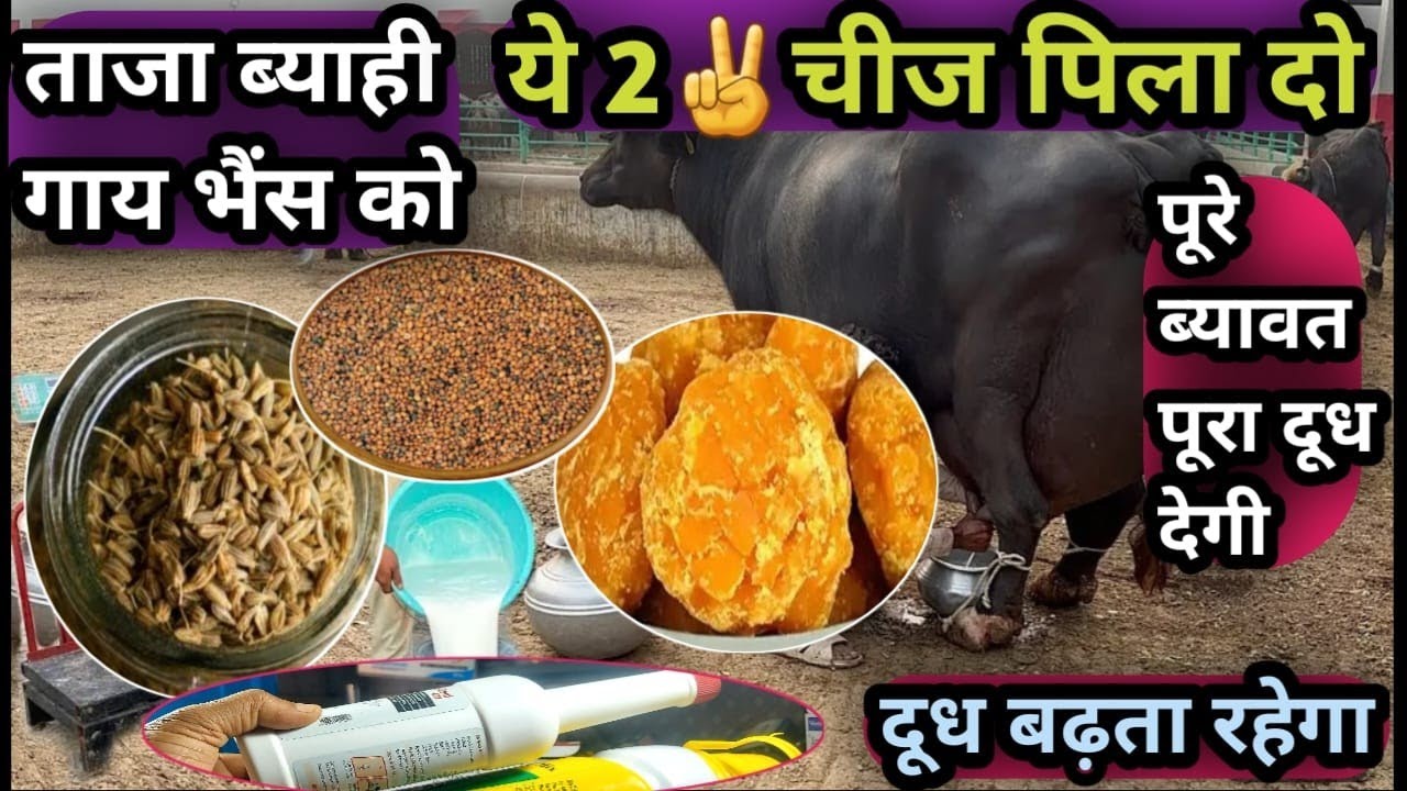 ताजा ब्याही गाय भैंस को ये 2🤘चीज पिला दो||पूरे ब्यावत पूरा दूध देगी||दूध बढ़ता रहेगा||Milk increase