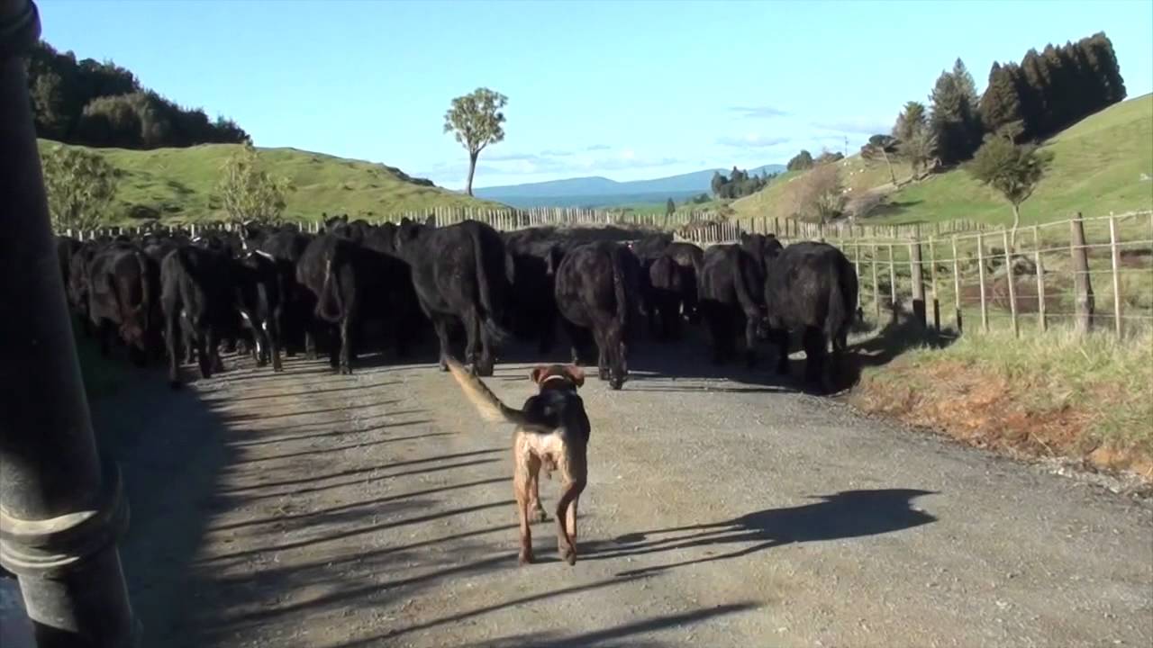 New Zealand herding