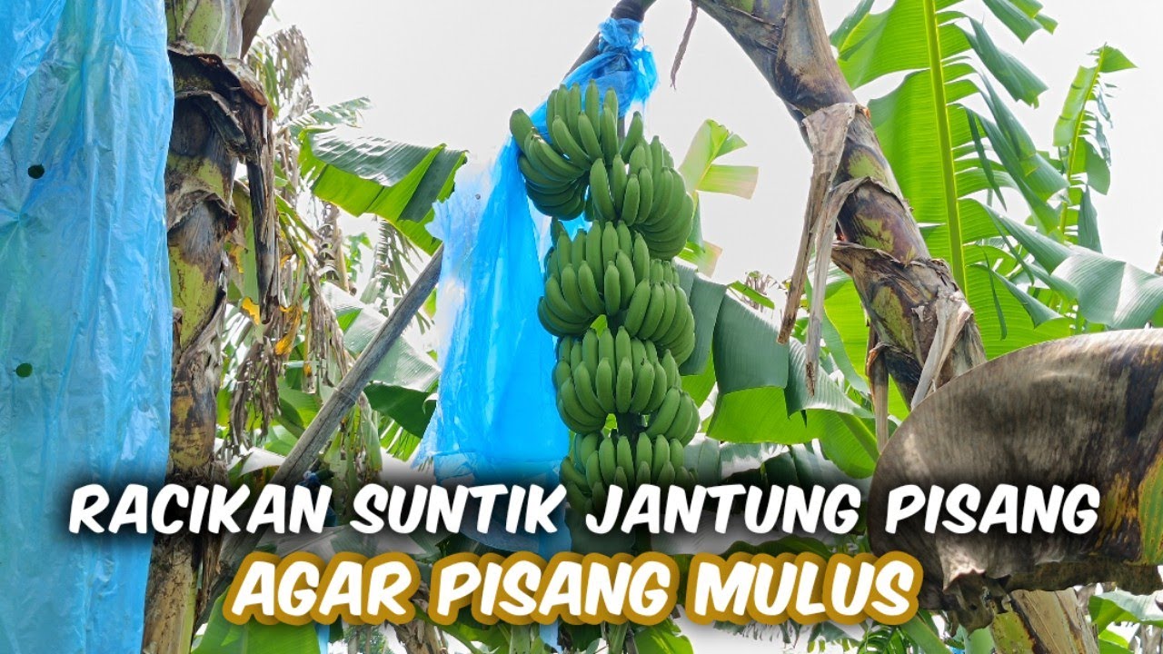 Racikan Suntik Jantung Pisang Cavendish Supaya Tetap Mulus Tanpa Bercak Ala KK Banana
