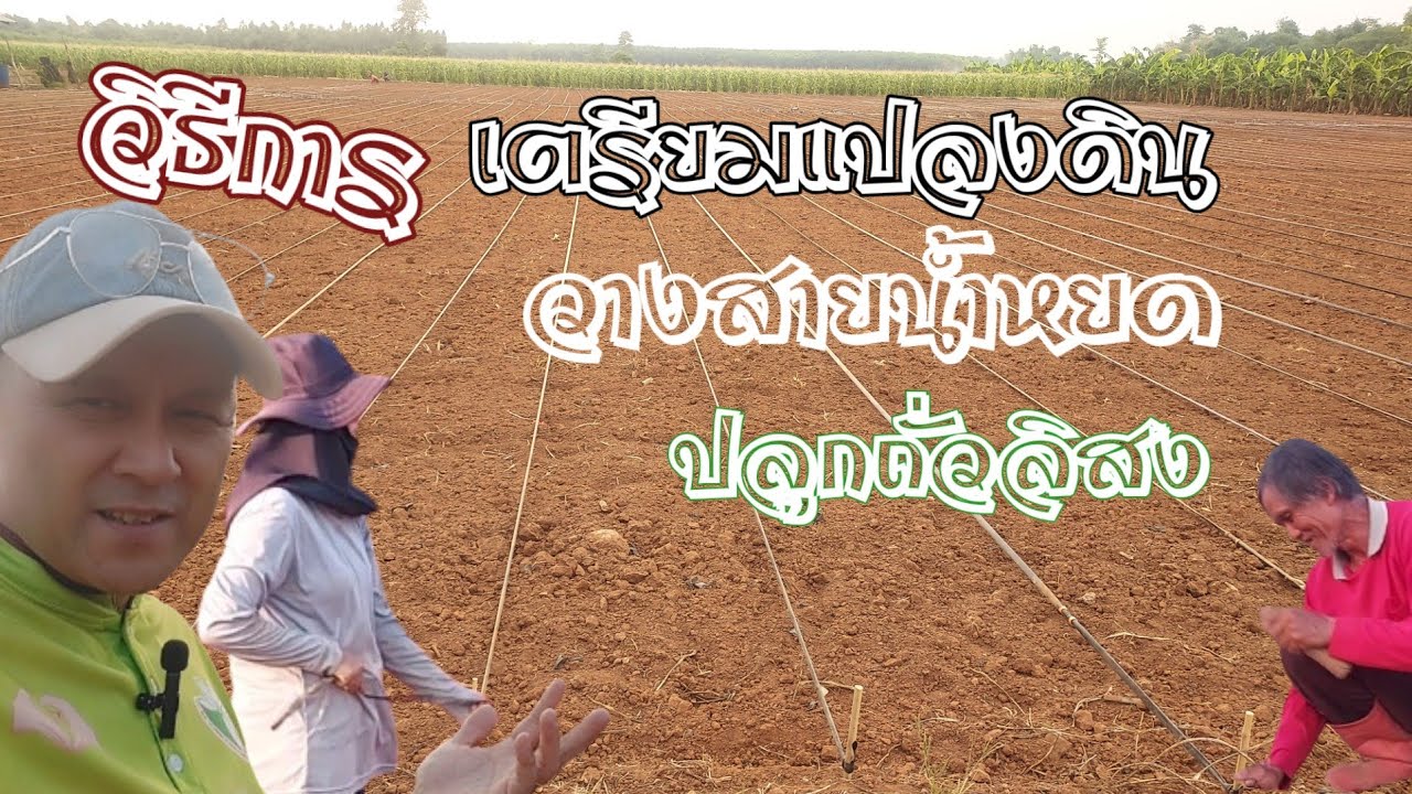 🌱🥜วิธีการเตรียมแปลง ปลูกถั่วลิสง วางสายน้ำหยด@บ่าวผือพาเลาะ