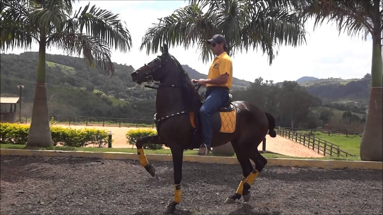 Mangalarga Marchador Adestrado