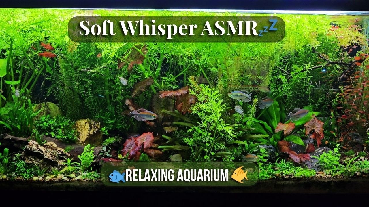 ASMR Soft Whispering + Relaxing Aquarium 🐠 Fish Tank Ambience for Sleep & Relaxation #asmr #relax