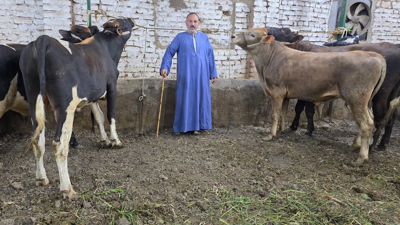 سبحان الخالق سلالات نادره اليوم عجلات سيمنتال وبراون بيور بسعر مش موجود وعجول لحم سوبر
