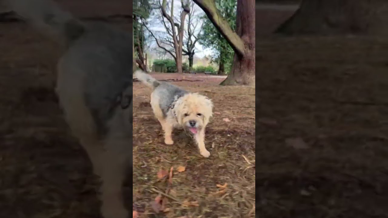 WoofWoof - Series 1 Episode 2:  In the park in the snow with dogs