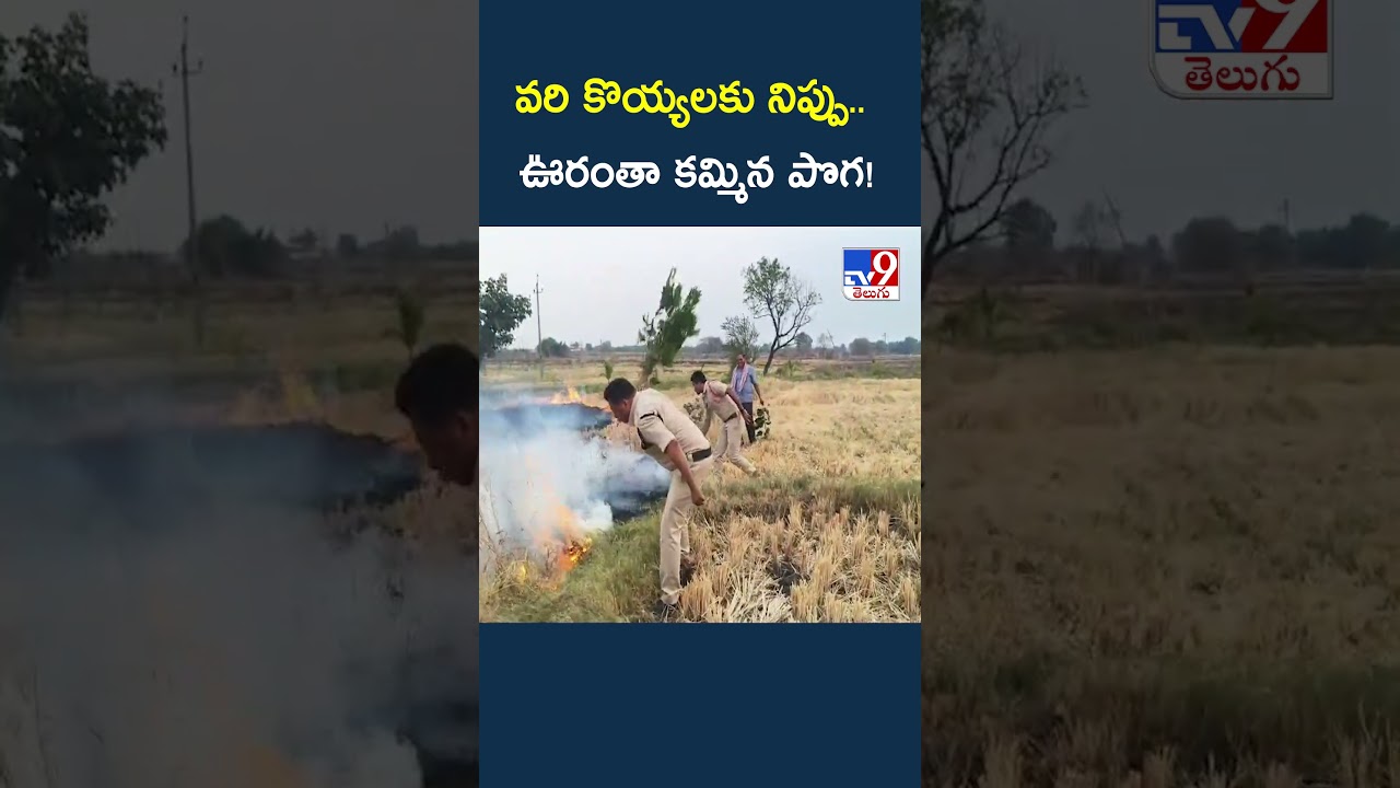 Alert for Farmers  : వరి కొయ్యలకు నిప్పు.. ఊరంతా కమ్మిన పొగ! - TV9
