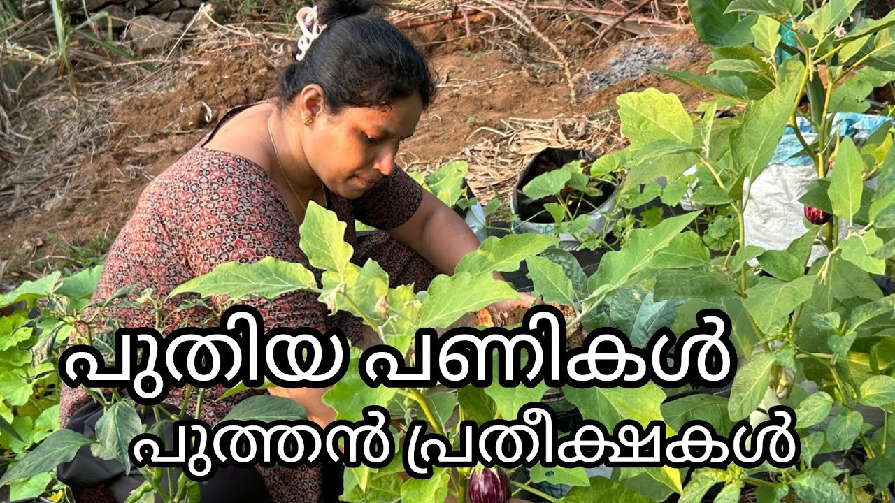 പുതിയ പണികൾ പുത്തൻ പ്രതീക്ഷകൾ#miyafarmkitchen vlog#villagelife #agriculture 