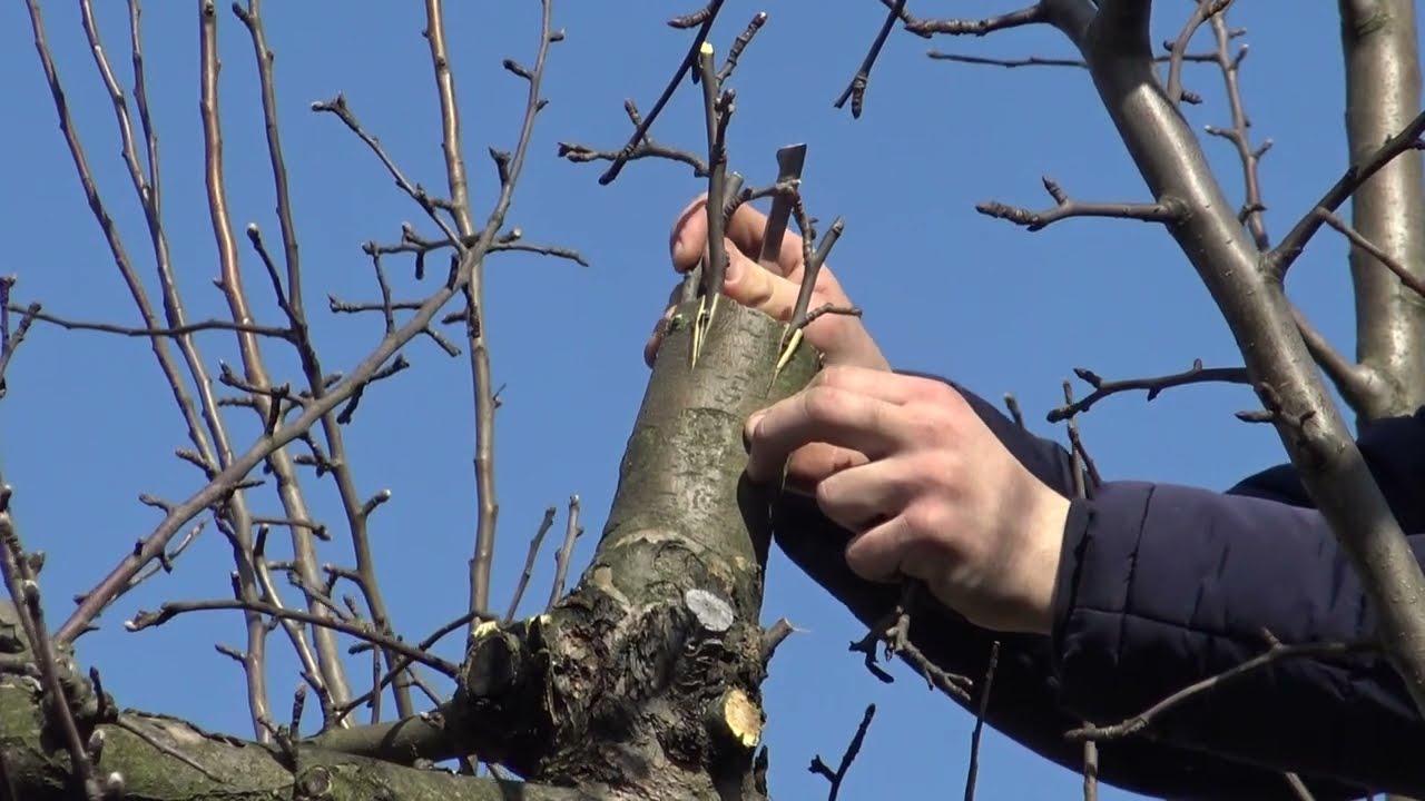 Czy można szczepić drzewa kilkuletnimi zrazami? | Szczepienie jabłoni Starking metodą kożuch&oacute;wki
