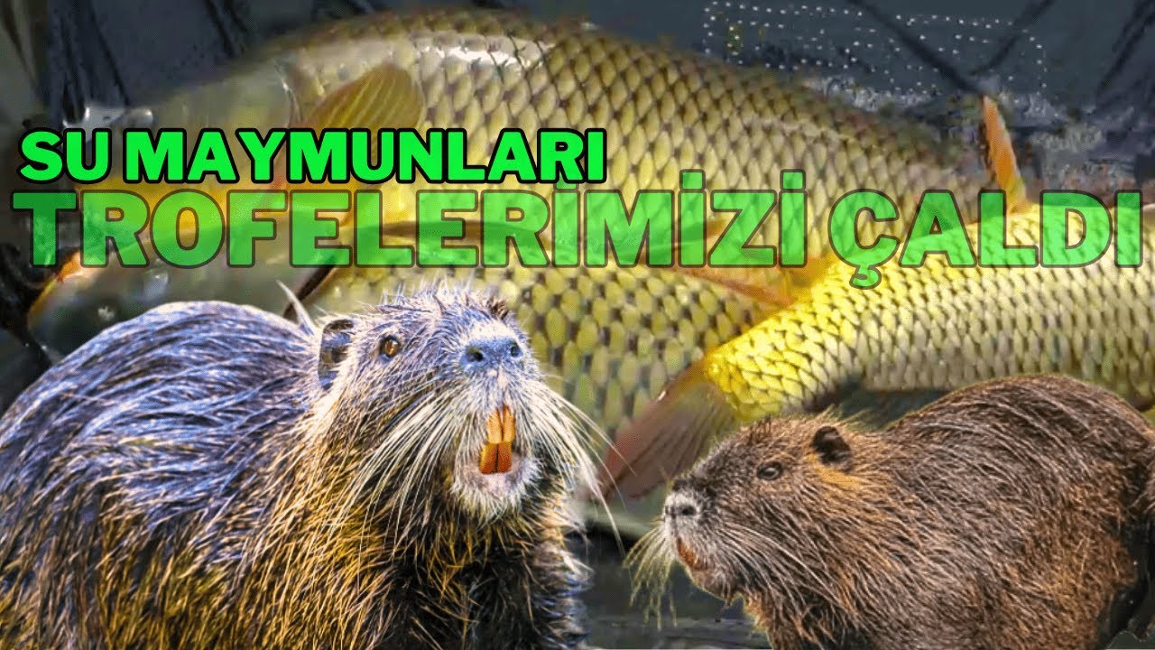 7 дней на плотине Текирдаг-Ханоглу | ГЛАВА 5 |  #карп #лагерь #рыбалка #карп #ловля карпа #природа