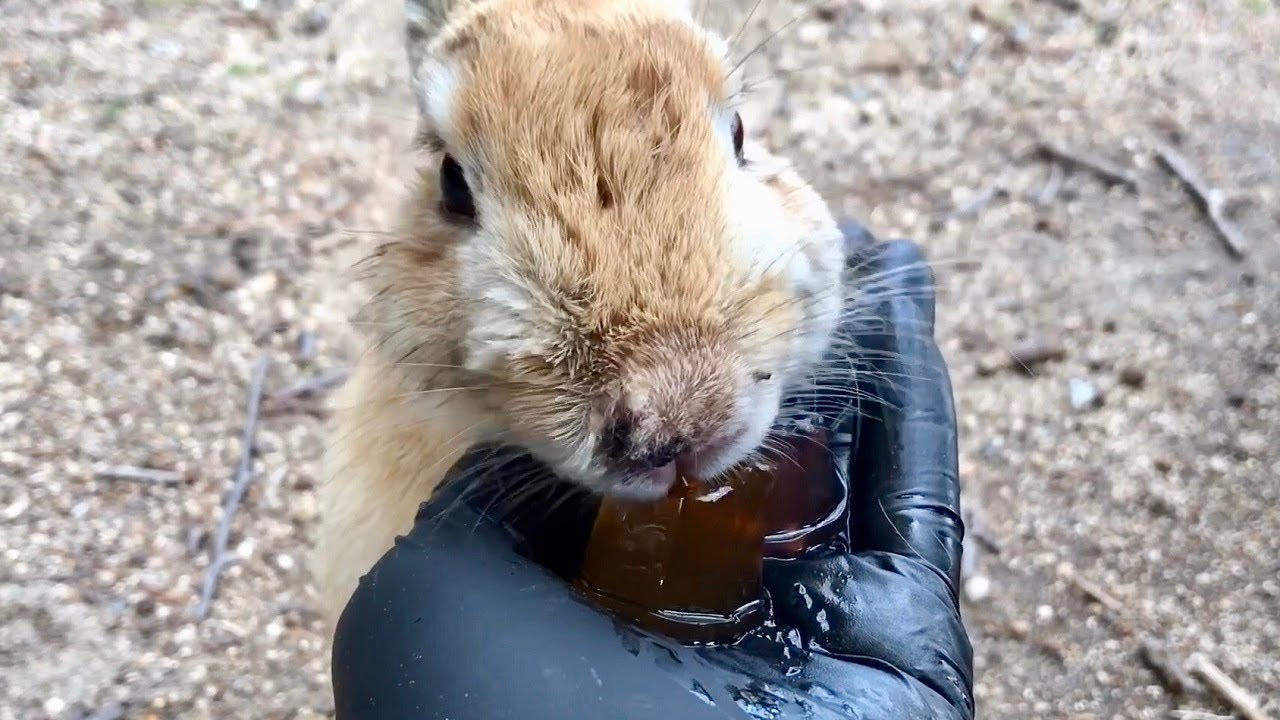 [ASMR] Rabbit eating jelly [Treat]
