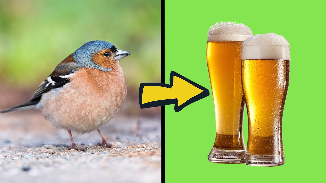 Eselsbrücken für Vogelstimmen