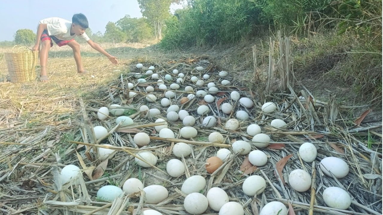 Harvest a lot of duck egg on the straw at rice field by hand a female farmerEggs & Snails