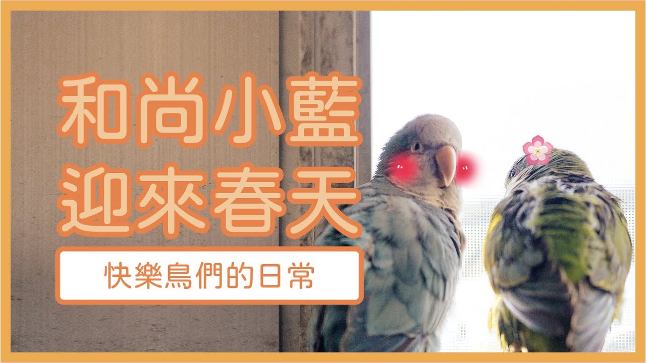 【快樂鳥日子】和尚鸚鵡小藍的日常#5 發情了(羞) / Monk parrot Blue's daily