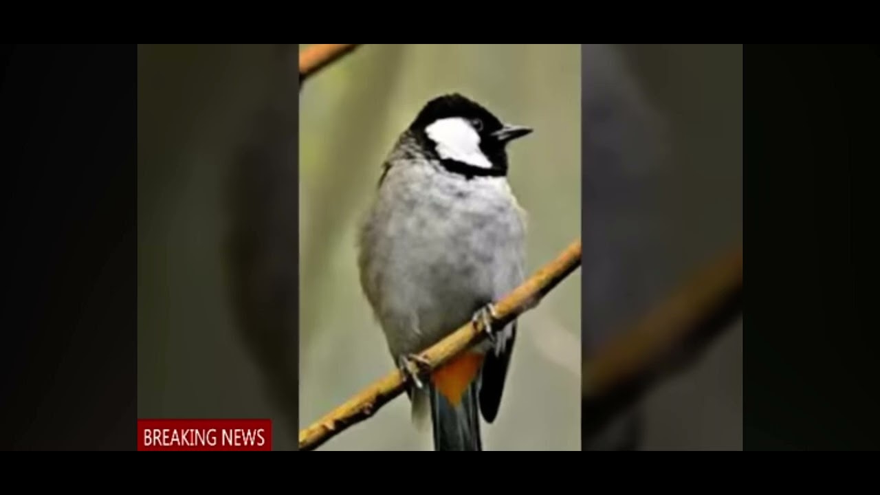 سمع بلبلك وشوف شون راح ينطلق ✨